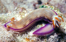 Image de Hypselodoris insulana Gosliner & R. F. Johnson 1999