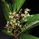 Nectandra lanceolata Nees & Mart. ex Nees resmi