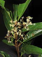 Nectandra lanceolata Nees & Mart. ex Nees的图像