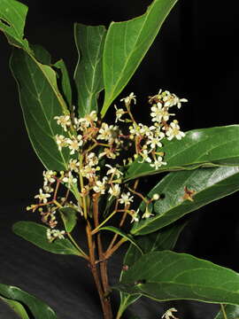 Image of Nectandra lanceolata Nees & Mart. ex Nees