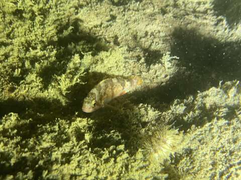 Image of Stripetail rockfish