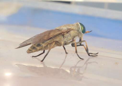 صورة Tabanus texanus Hine 1907