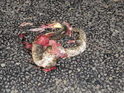 Image of Mississippi Green Water Snake