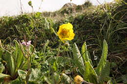 Plancia ëd Geum elatum Wall.