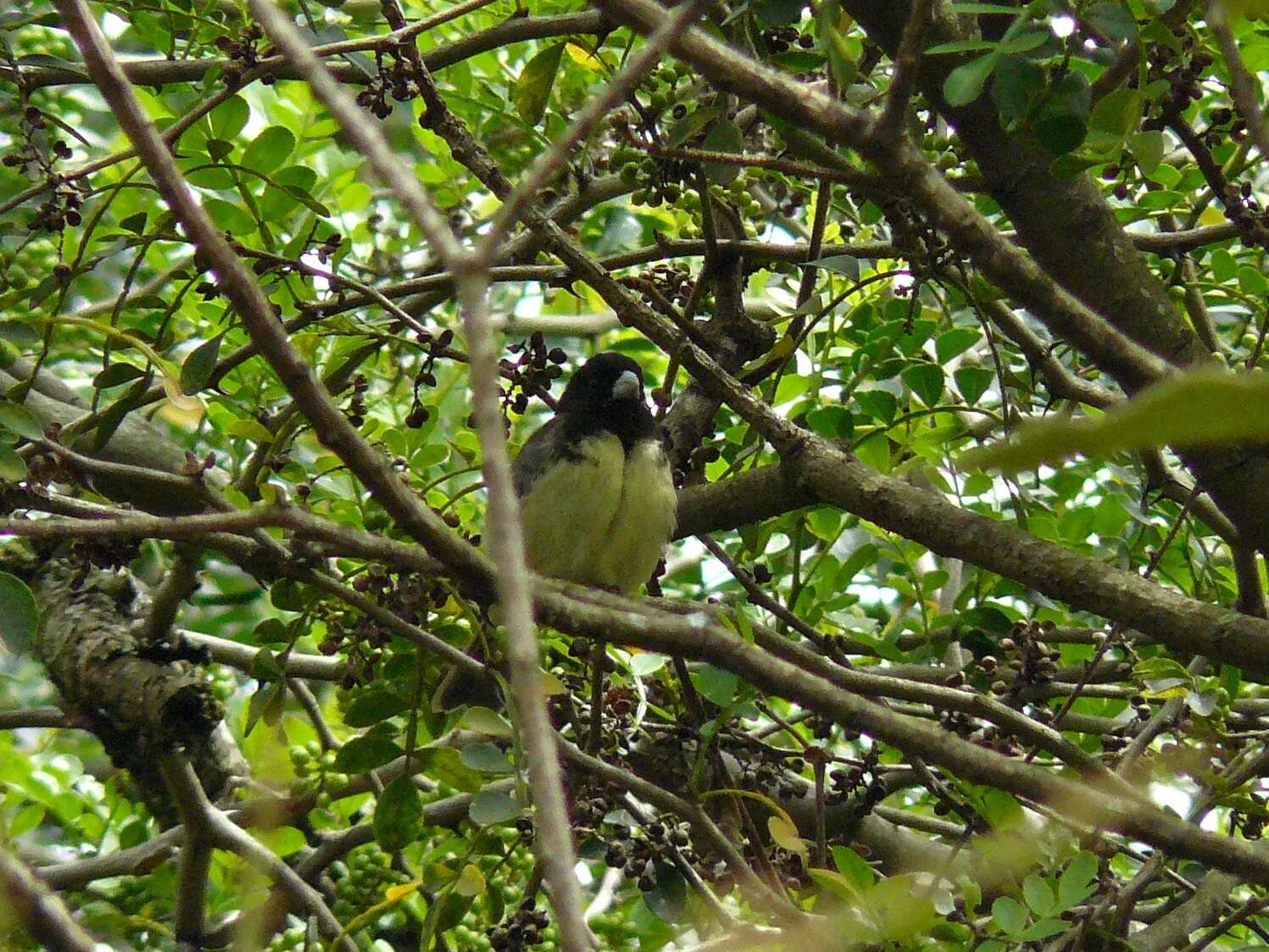 Image of Yellow-bellied Seedeater