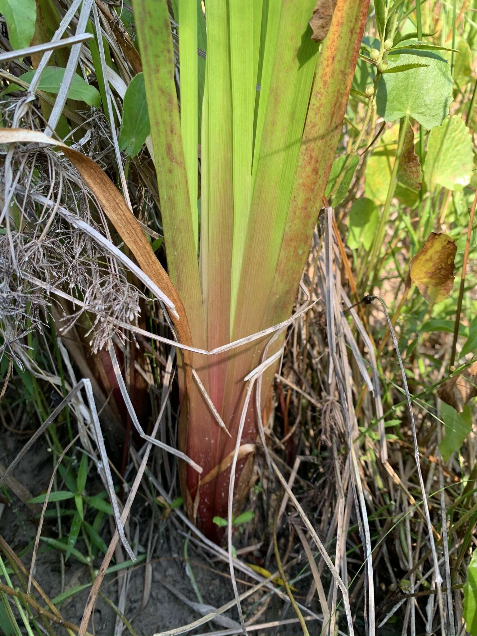 Image of irisleaf yelloweyed grass