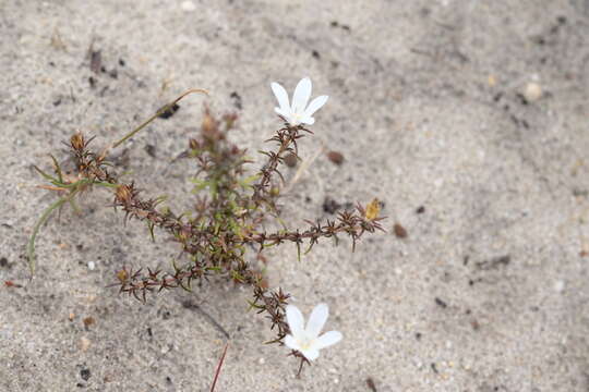 Image of Roella compacta Schltr.