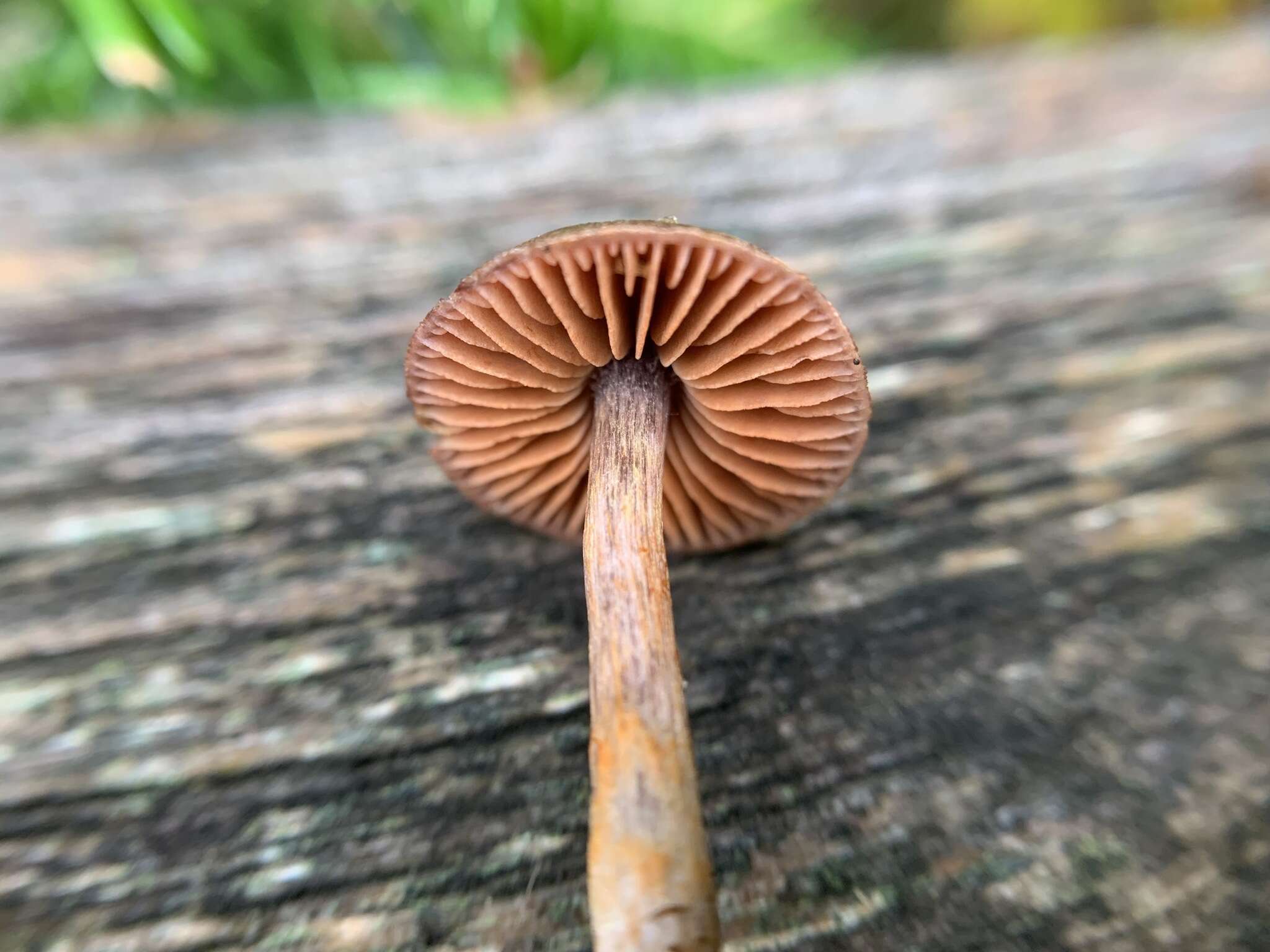 Слика од Cortinarius anthracinus (Fr.) Sacc. 1887