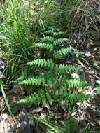 Image of swordfern