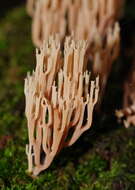 Image of Artomyces austropiperatus Lickey 2003