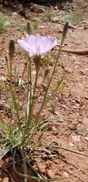 Image of largeflower skeletonplant