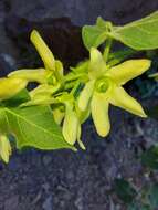 صورة Polystemma cordifolium (A. Gray) Mc Donnell & Fishbein