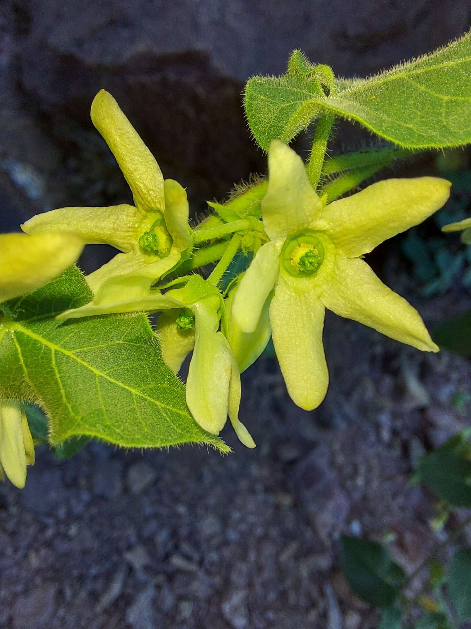 Image of Sonoran milkvine