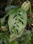 Monstera adansonii Schott resmi