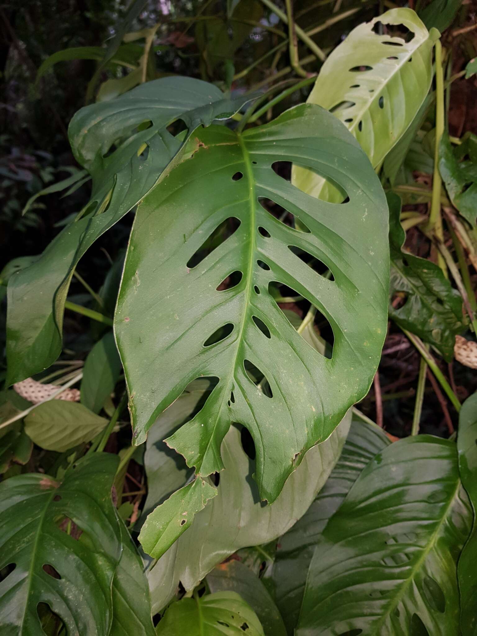 Image of Adanson's monstera