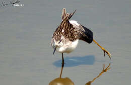 Image of Marsh Sandpiper