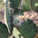 Image of Opuntia setocarpa