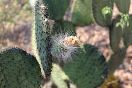 Opuntia setocarpa resmi