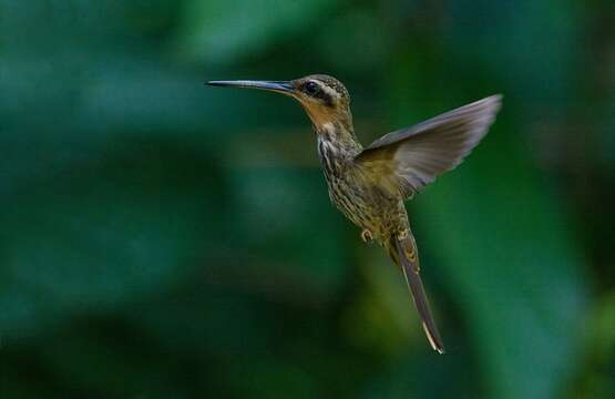 Image of Hook-billed hermit (hummingbird)