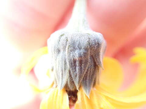 Image of Algodones sunflower