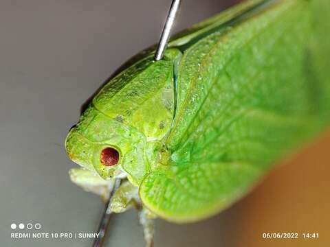 Image of Phyllyphanta declivis (Jacobi 1941)