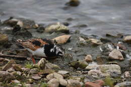 Image of Arenaria interpres interpres (Linnaeus 1758)