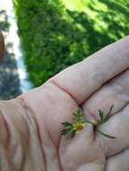 Image of Chrysanthellum indicum subsp. mexicanum (Greenm.) B. L. Turner