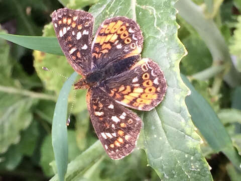 Image of Pearl Crescent