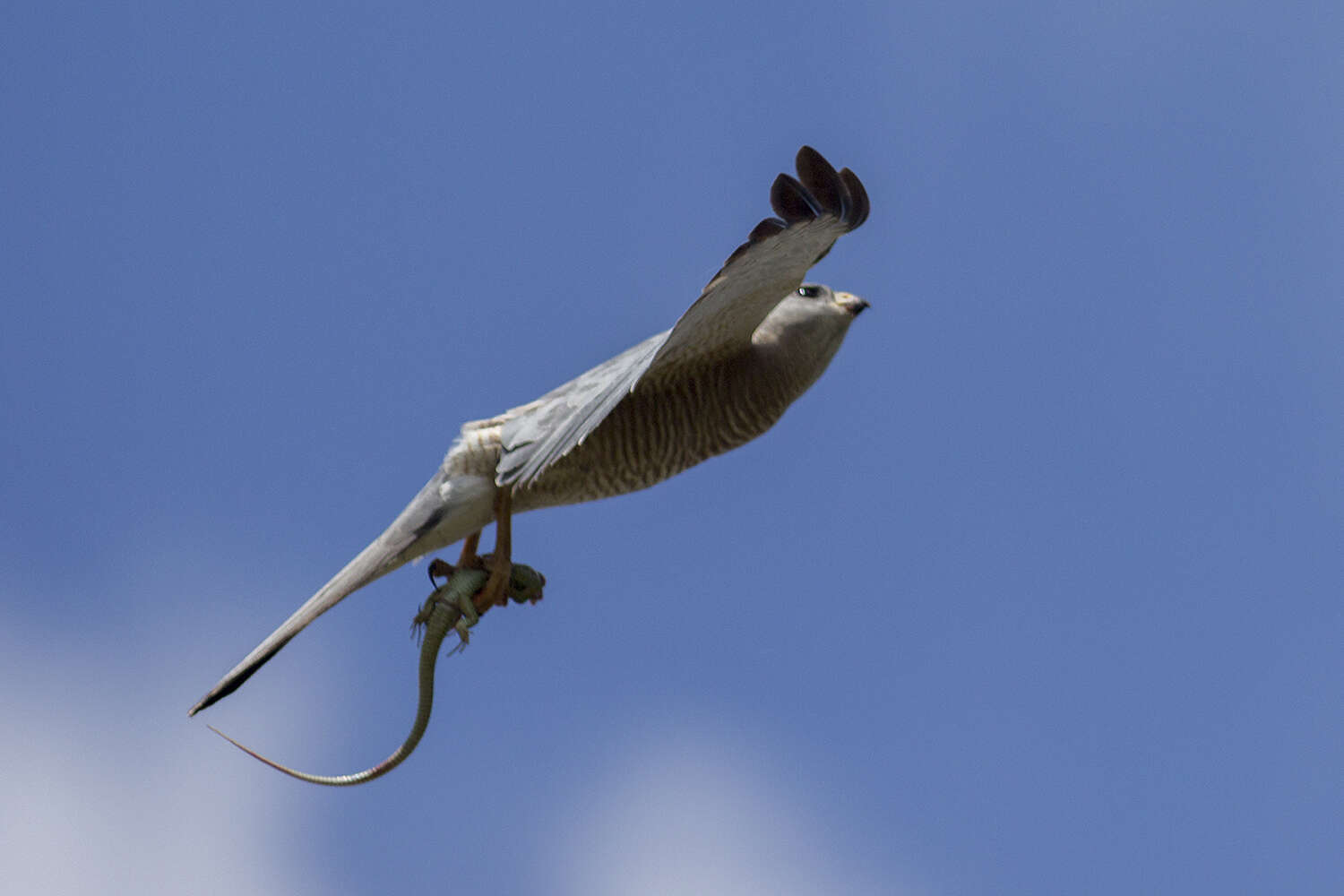 Image of Levant Sparrowhawk