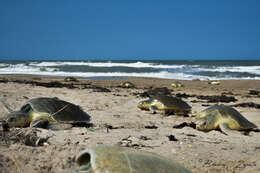 Image of Ridley sea turtles