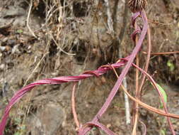 Plancia ëd Ipomoea splendor-sylvae House