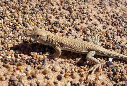 Imagem de Acanthodactylus taghitensis Geniez & Foucart 1995