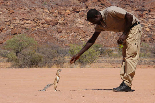 Слика од Geosciurus