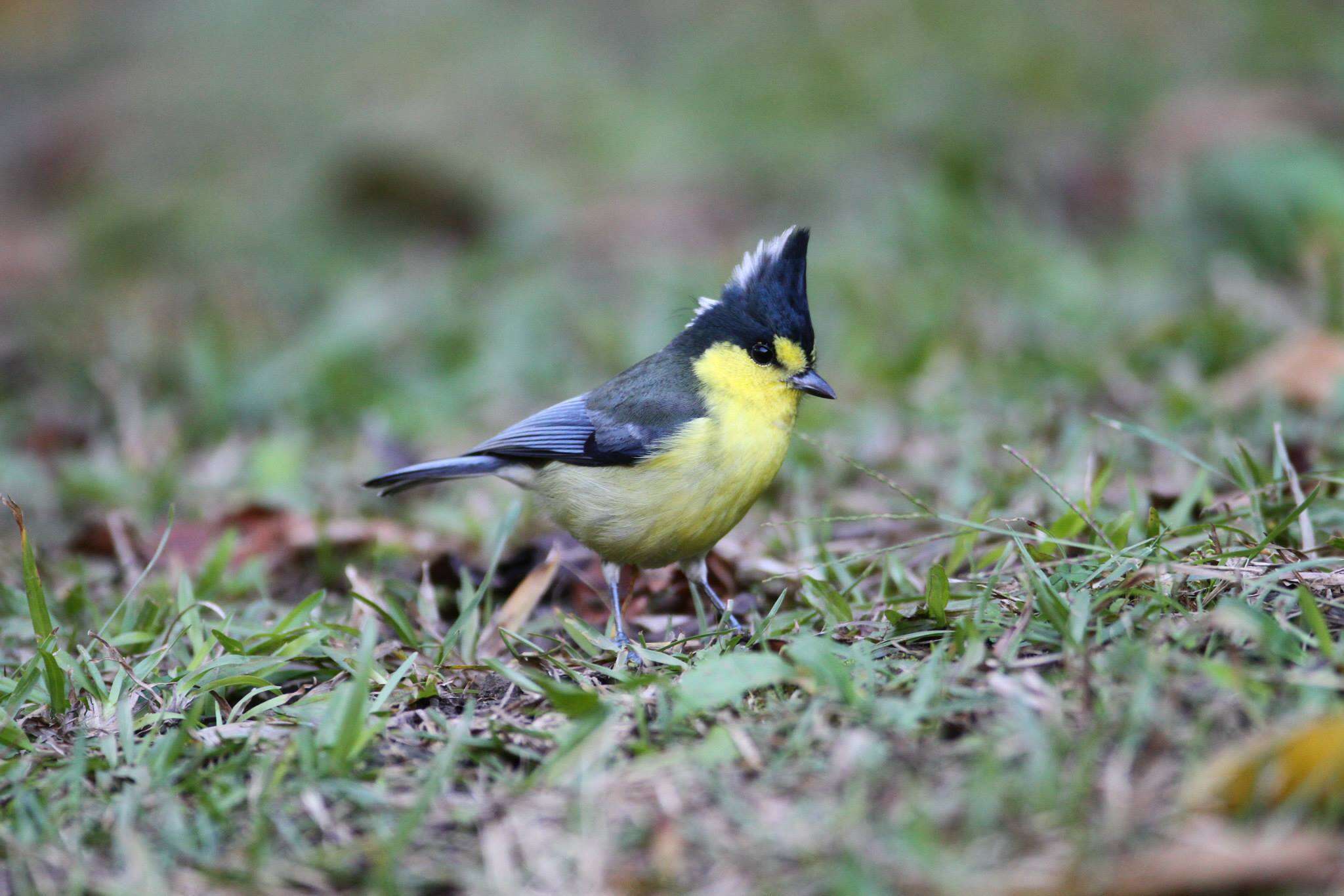 Image de Mésange de Taiwan