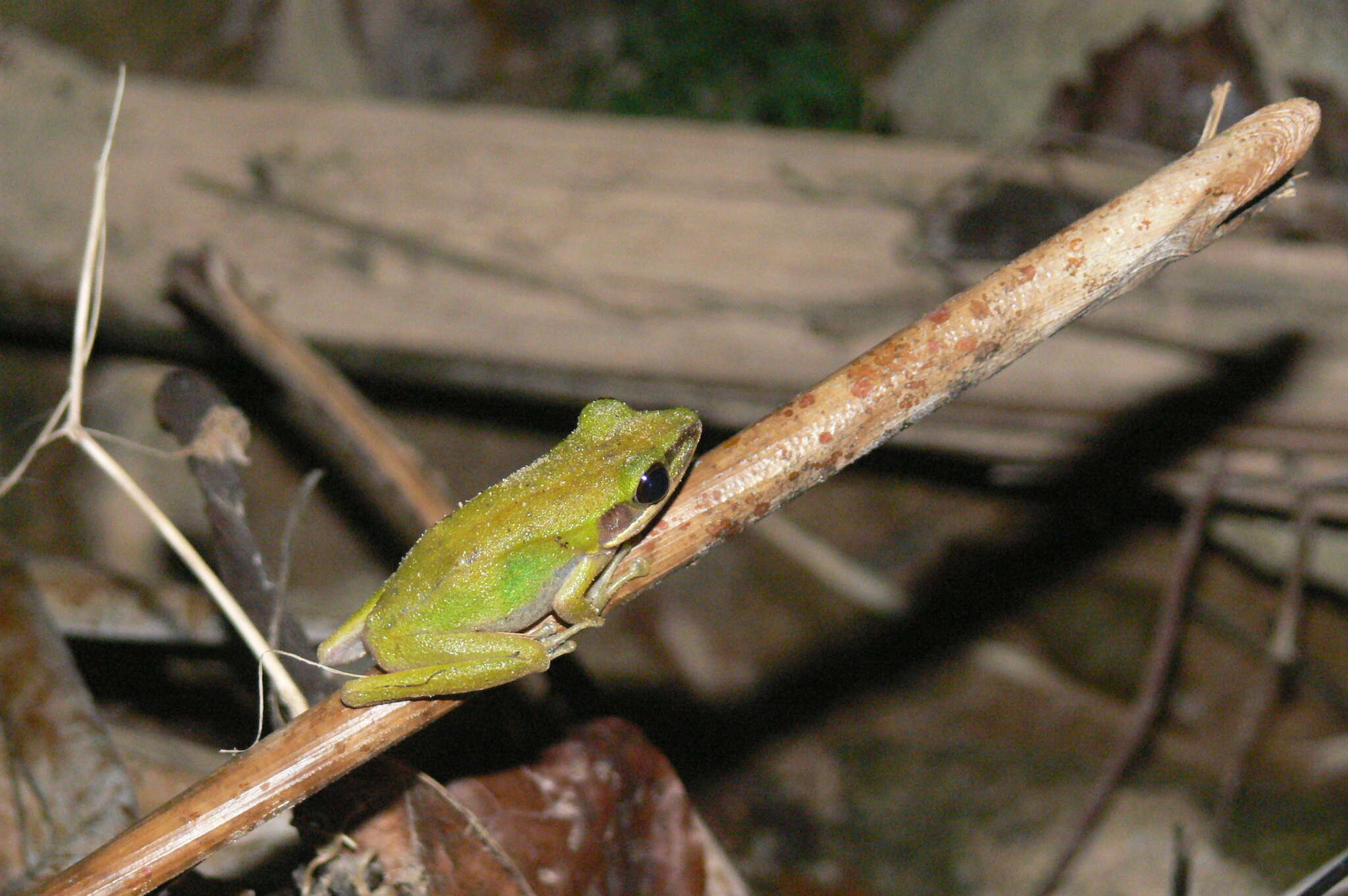 Image of Chalcorana eschatia (Inger, Stuart & Iskandar 2009)