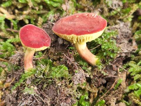 Image of Phylloporus bellus (Massee) Corner 1971