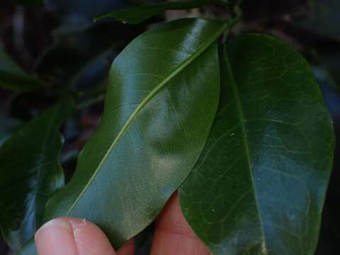 Image of Sarcomelicope simplicifolia (Endl.) T. G. Hartley