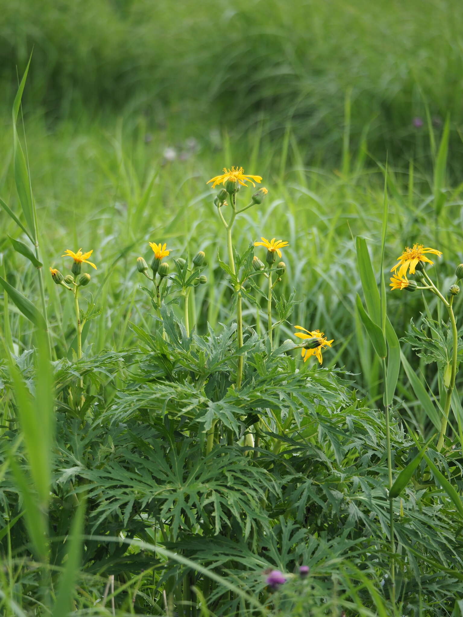 Image of Ligularia japonica (Thunb.) Less.