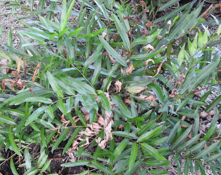 Image of mangrove fern