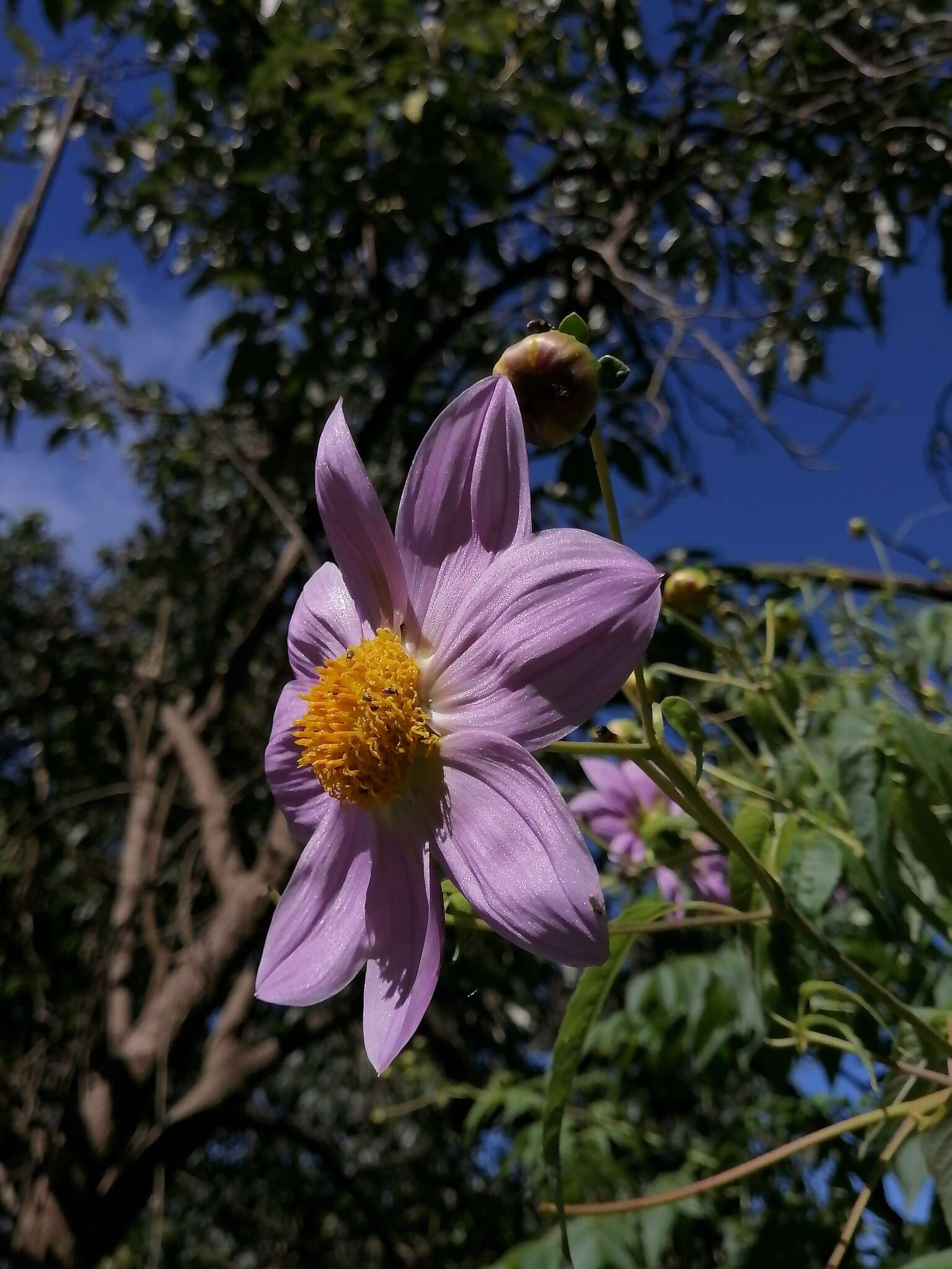 Image of Dahlia tenuicaulis P. D. Sorensen