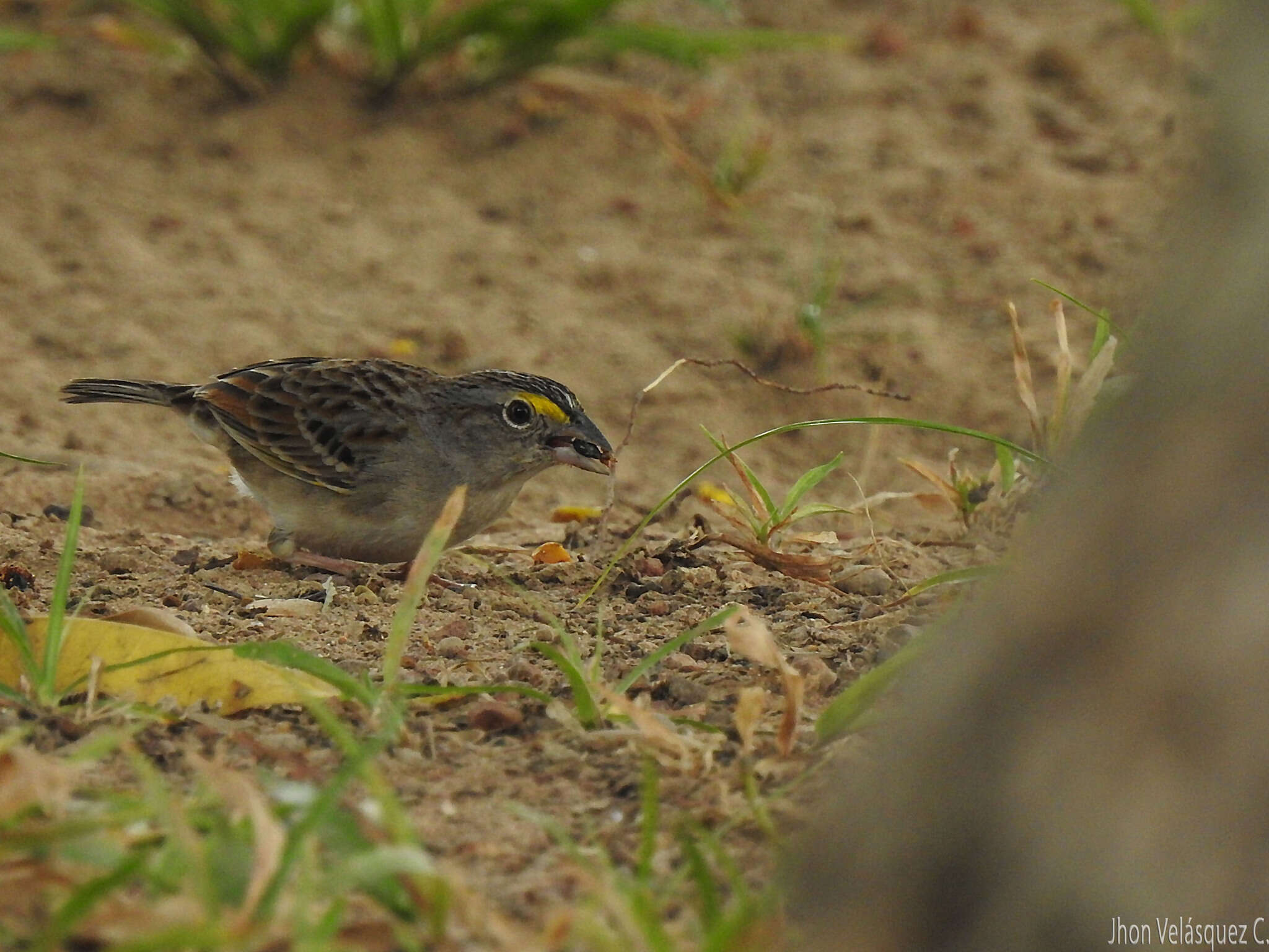 Image of Grassland Sparrow