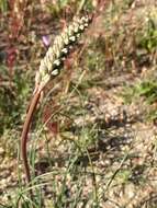 Plancia ëd Drimia fragrans (Jacq.) J. C. Manning & Goldblatt