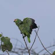 Image of Amazona autumnalis salvini (Salvadori 1891)