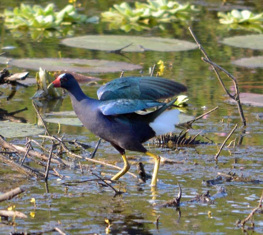 Image of American Purple Gallinule