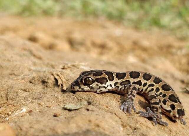 Image of Cyrtodactylus varadgirii Agarwal, Mirza, Pal, Maddock, Mishra & Bauer 2016