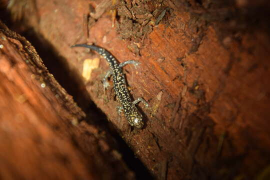 Image of Caddo Mountain Salamander