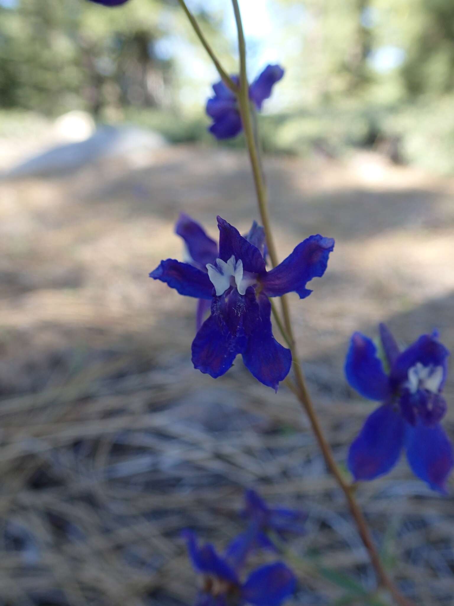 Image of slim larkspur