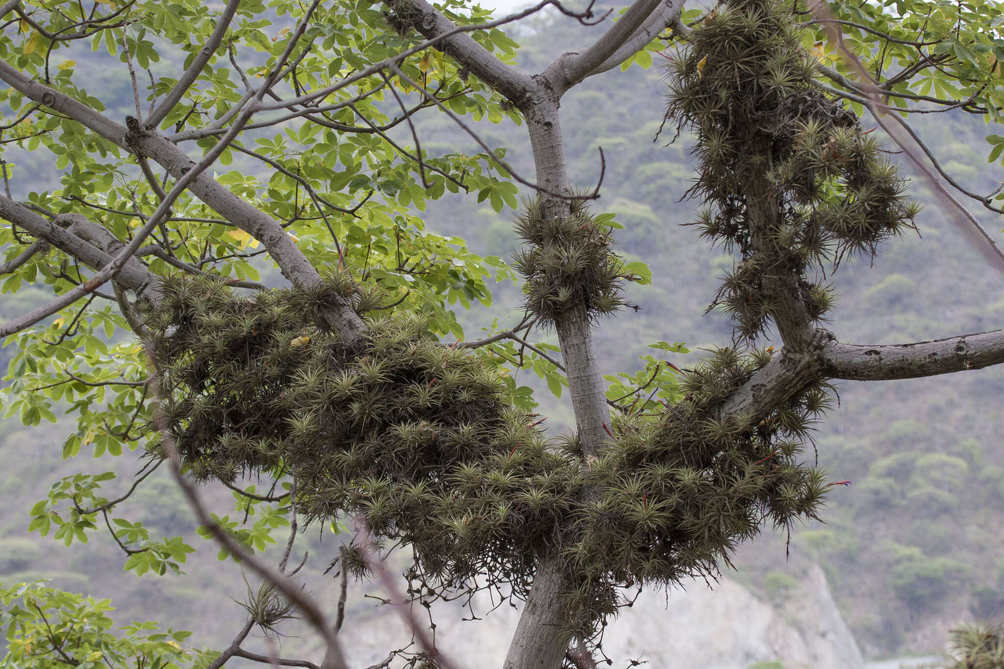 Image of Tillandsia espinosae L. B. Sm.