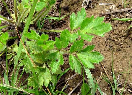 Image of Ranunculus multifidus Forsk.