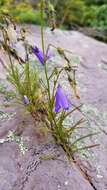 Image of Campanula intercedens Witasek